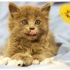 Magnetka č. 3 0. náhled